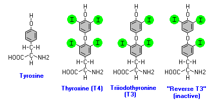 thyroid hormone molecule